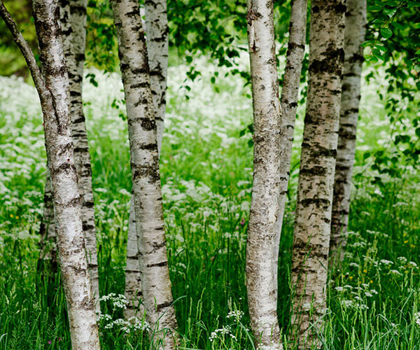 Skogen rundt Kringler
