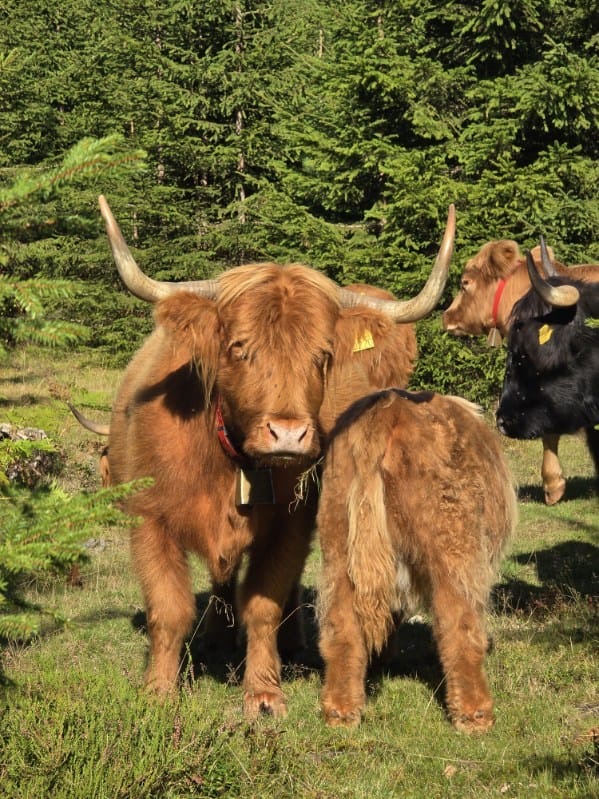Glade kyr på beite